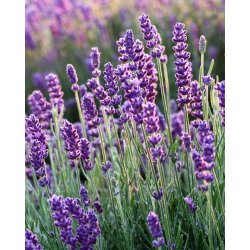 Nurme - Body wash - soothing