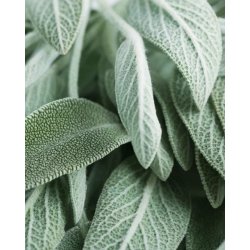 Nurme - Body wash - soothing