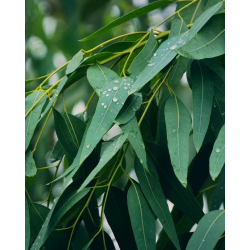 Nurme - 100% Eucalyptus essential oil