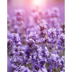 Nurme - Conditioner - Lavender