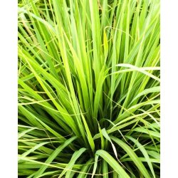 Nurme - Conditioner - lemongrass