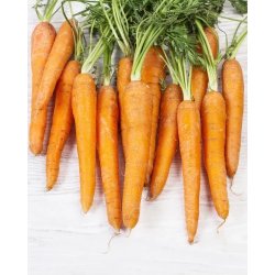 Nurme - Pure Carrot Oil