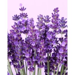 Nurme - Hand &amp; Bodylotion - Lavender