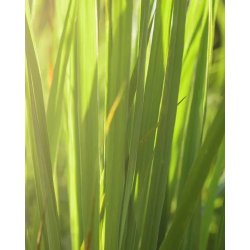 Nurme - Hand &amp; Bodylotion - Wild Lemongrass