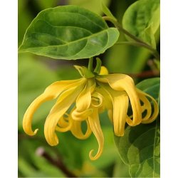 Nurme - Conditioner - Ylang- Ylang