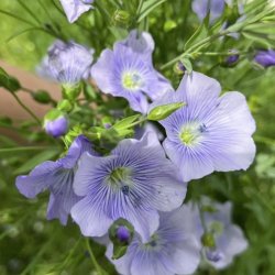 Nyborggaard - Organic Flax - package deal