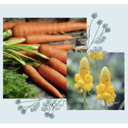 officina naturae - Sun care SPF 50 - Facial &amp; decollet 