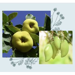 officina naturae - Sun care SPF 50 - Kids