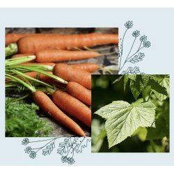 officina naturae - Sun care SPF 50