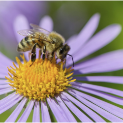 Propolia - kologisk BiBrd