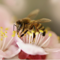 Propolia - kologisk BiBrd