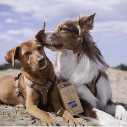 The Sustainable People - Recycling Hundeposer 23 x 35 cm